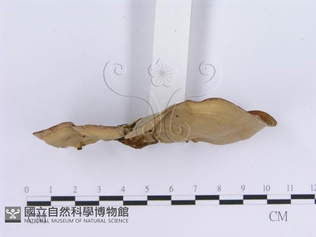 登錄號:F0004512藏品圖，第4張