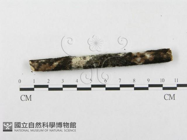 登錄號:F0002512藏品圖，第4張