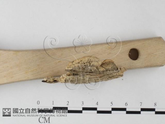 登錄號:F0017512藏品圖，第4張