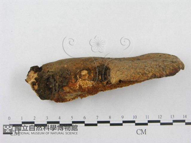 寬鱗多孔菌藏品圖，第4張