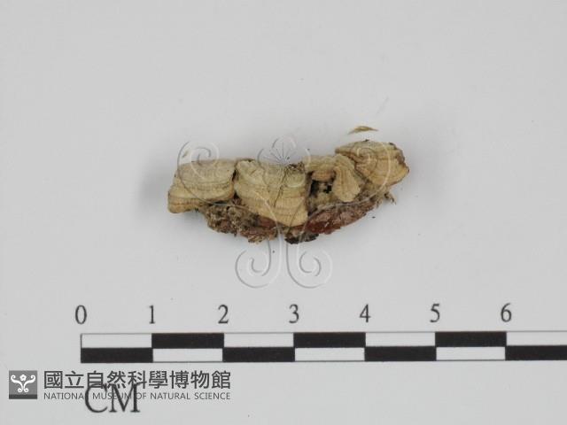 附毛菌屬藏品圖，第4張