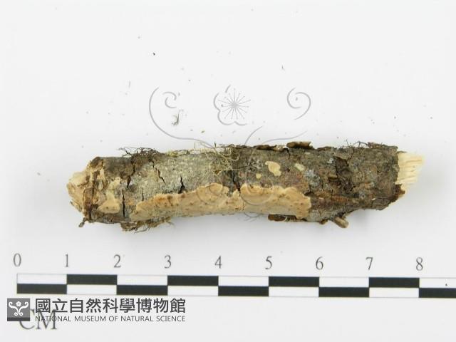 射脈菌屬藏品圖，第4張