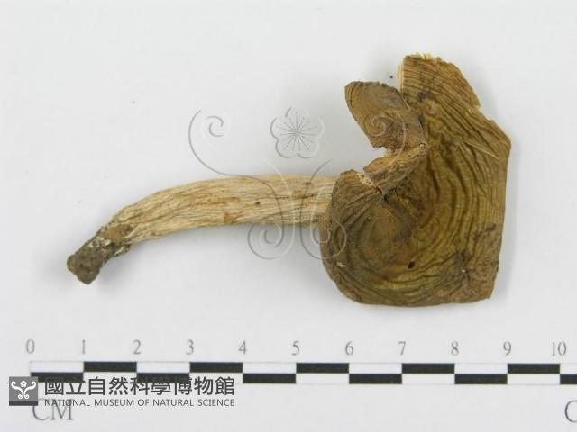 紅菇屬藏品圖，第4張