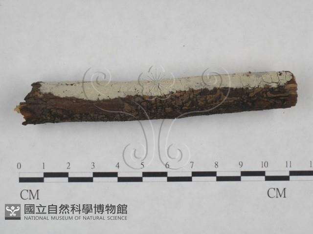 剛毛絲皮菌藏品圖，第4張