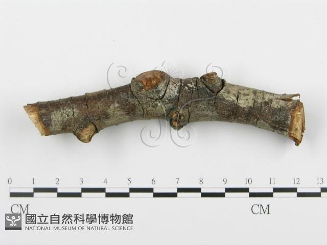 登錄號:F0005112藏品圖，第4張