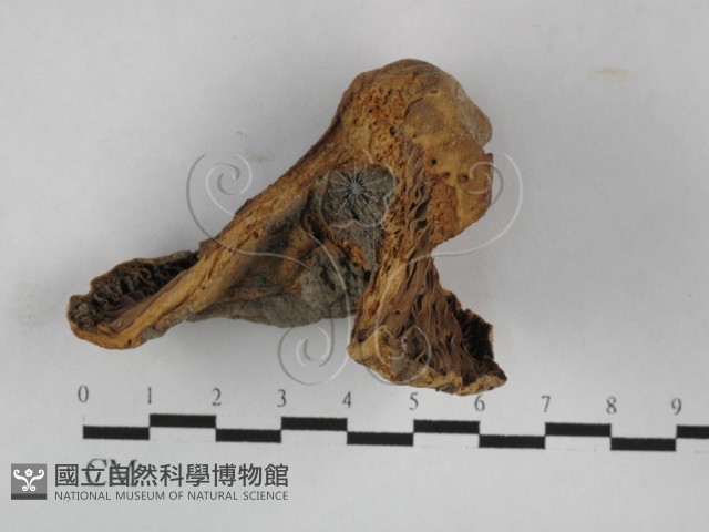 登錄號:F0023112藏品圖，第4張