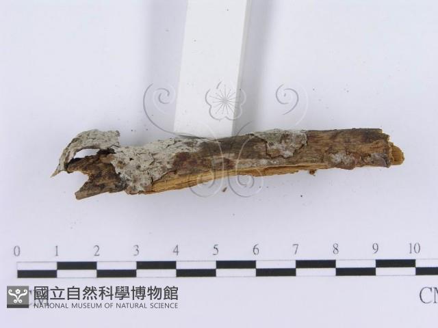 登錄號:F0003012藏品圖，第4張