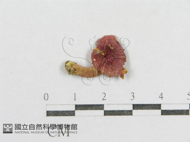 紅菇屬藏品圖，第4張