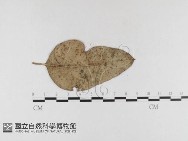 登錄號:F0026312藏品圖，第4張