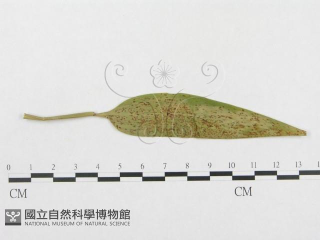 登錄號:F0019312藏品圖，第4張