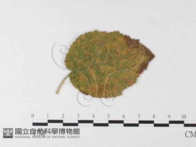 登錄號:F0026252藏品圖，第4張