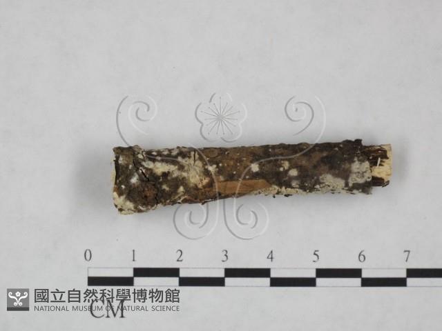 登錄號:F0025252藏品圖，第4張