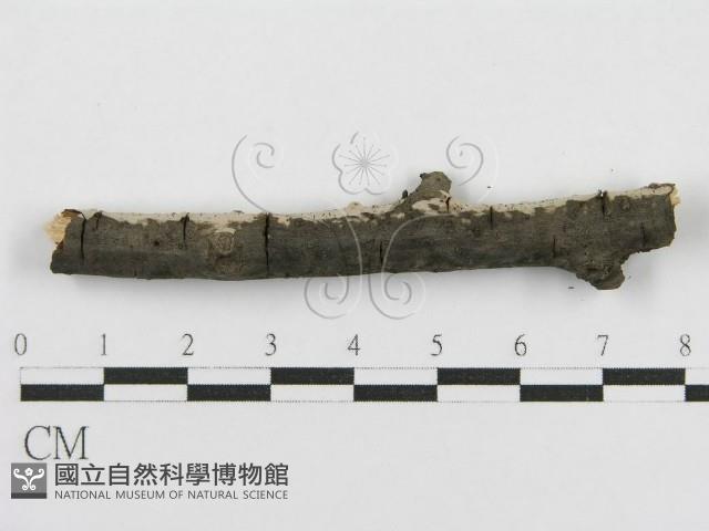 登錄號:F0015252藏品圖，第4張