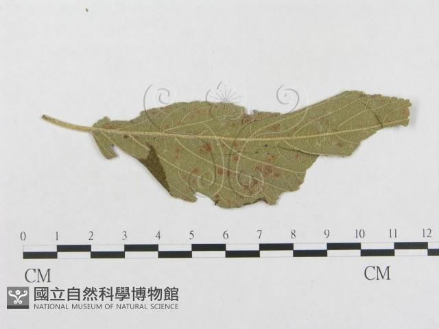 登錄號:F0018952藏品圖，第4張