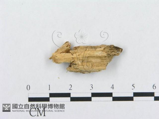 館號:F0019952藏品圖，第4張