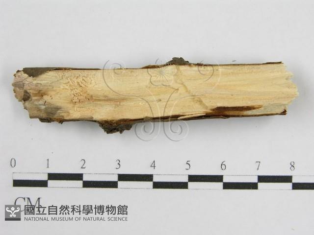 登錄號:F0010452藏品圖，第4張