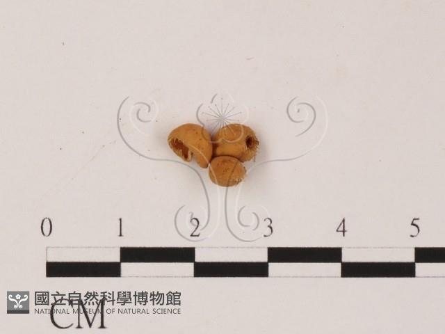 登錄號:F0001452藏品圖，第4張