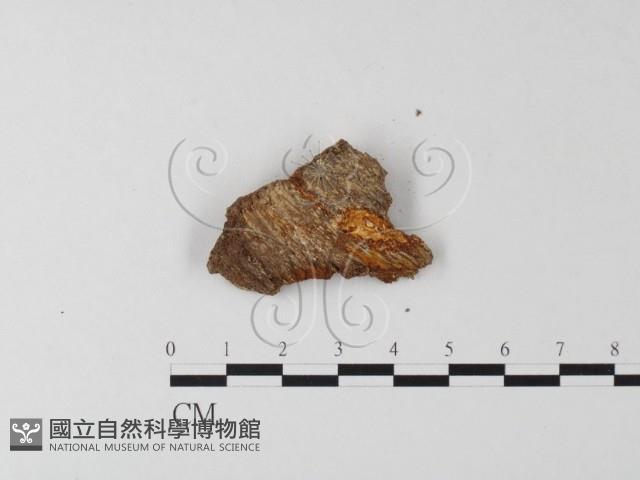 登錄號:F0011452藏品圖，第4張