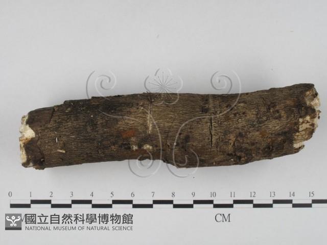 登錄號:F0022452藏品圖，第4張