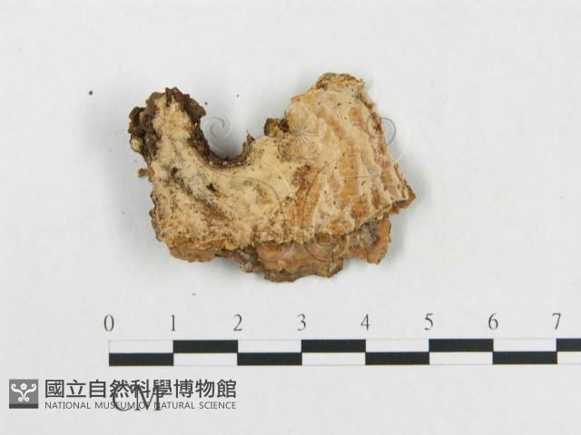 登錄號:F0017452藏品圖，第4張