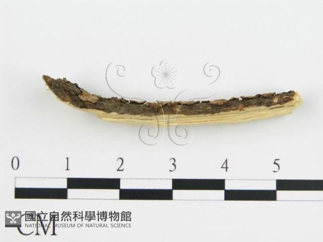 登錄號:F0015752藏品圖，第4張