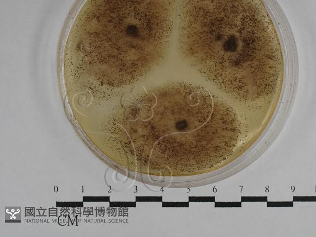 登錄號:F0029752藏品圖，第4張