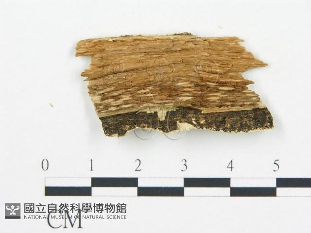 登錄號:F0019752藏品圖，第4張