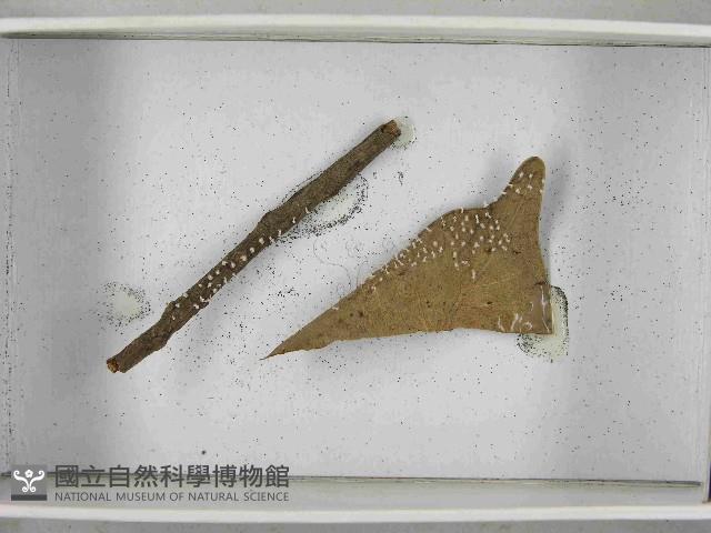 登錄號:F0021552藏品圖，第4張