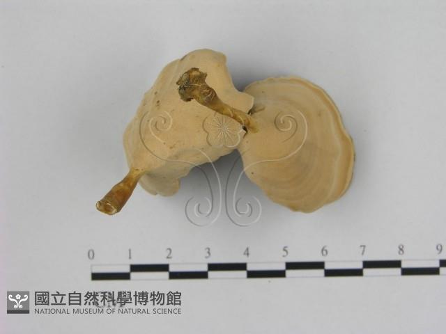 相鄰小孔菌藏品圖，第4張