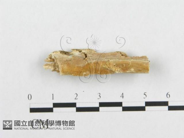 登錄號:F0017552藏品圖，第4張