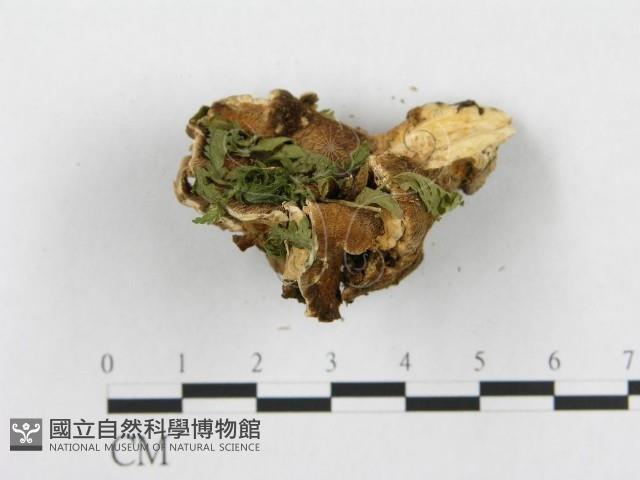 登錄號:F0008152藏品圖，第4張