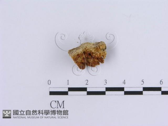 登錄號:F0007152藏品圖，第4張