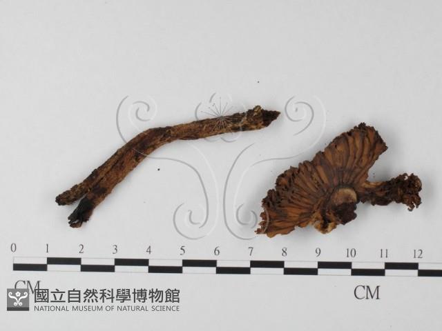 登錄號:F0019152藏品圖，第4張