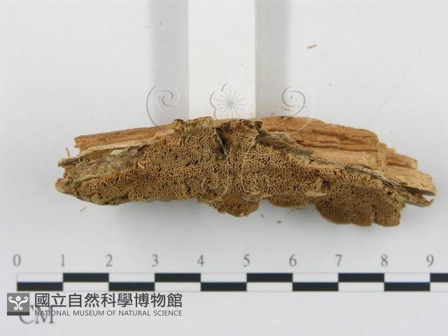 登錄號:F0006052藏品圖，第4張