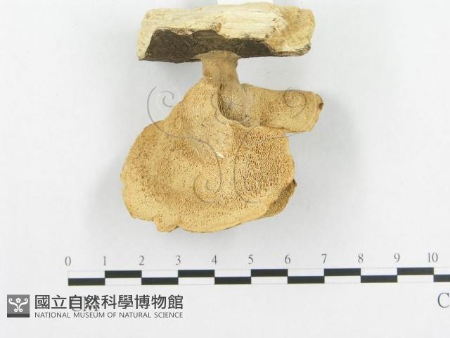 多孔菌屬藏品圖，第4張