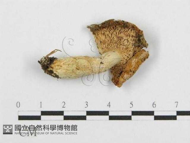 紅菇屬藏品圖，第4張