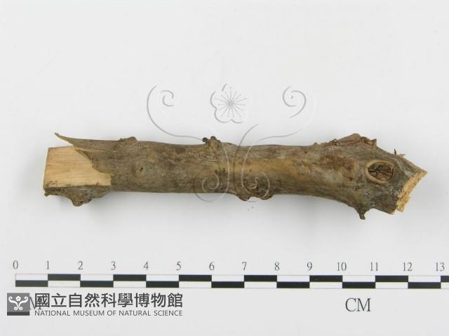 登錄號:F0005052藏品圖，第4張