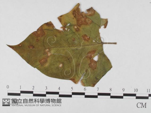 登錄號:F0026352藏品圖，第4張