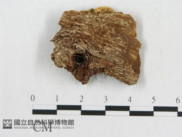 登錄號:F0017352藏品圖，第4張