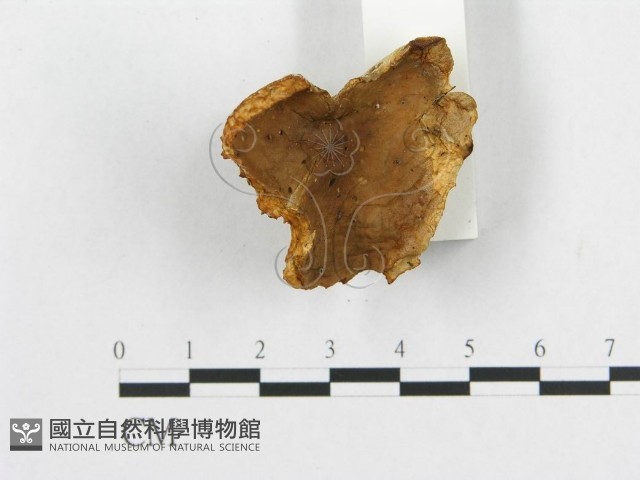 登錄號:F0008242藏品圖，第4張