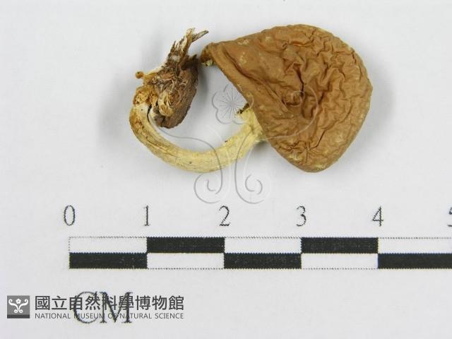 登錄號:F0016242藏品圖，第4張