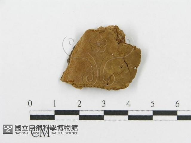登錄號:F0017242藏品圖，第4張
