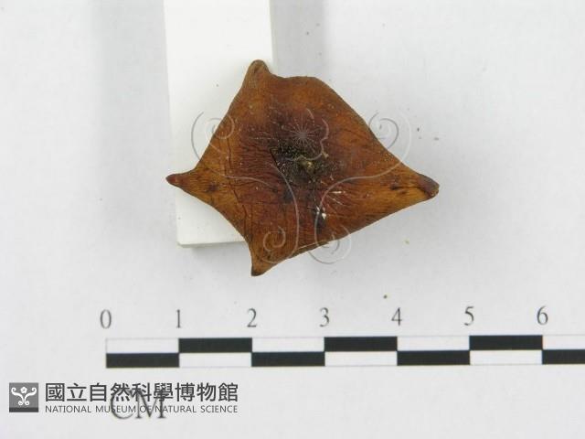 登錄號:F0013242藏品圖，第4張