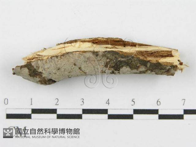 筍殼菌屬藏品圖，第4張
