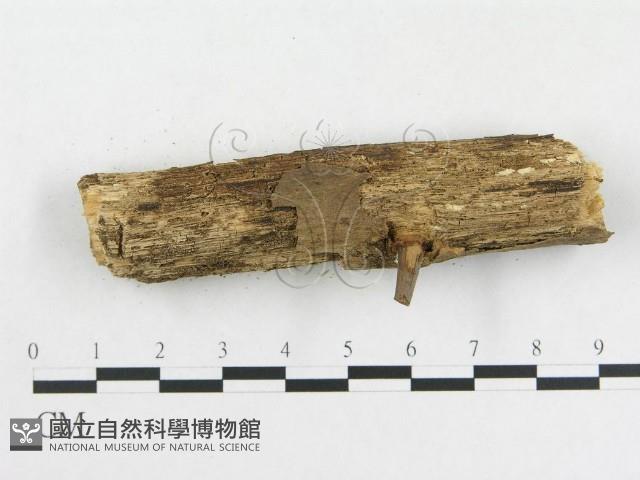 登錄號:F0007842藏品圖，第4張