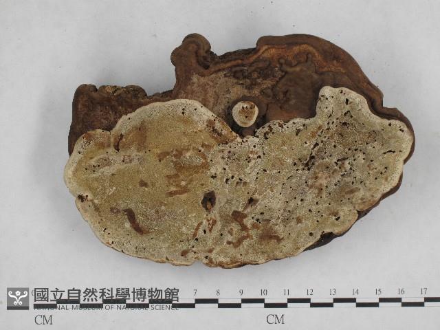 登錄號:F0004942藏品圖，第4張