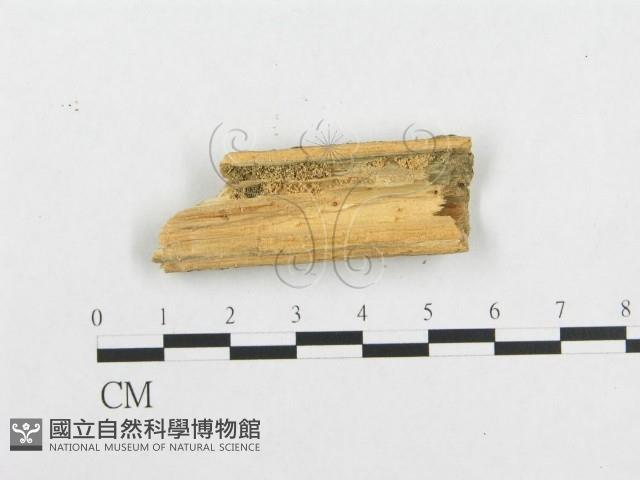 登錄號:F0002942藏品圖，第4張