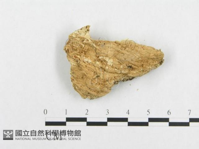 登錄號:F0019942藏品圖，第4張