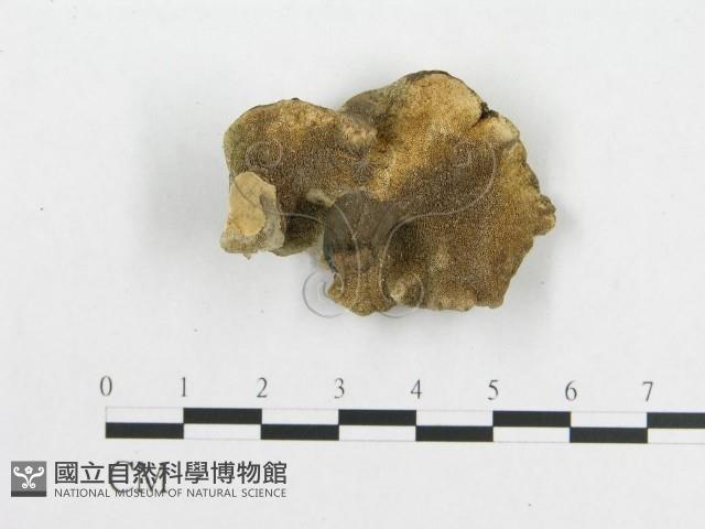 登錄號:F0017642藏品圖，第4張
