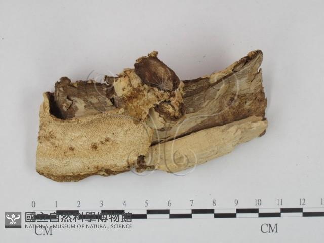 登錄號:F0020442藏品圖，第4張